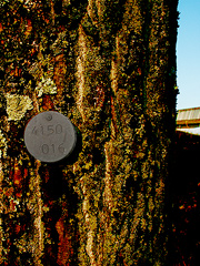 Andrew Stones - 'CERN tree 4150/16'. Digital photgraph.