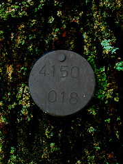 Andrew Stones - 'CERN tree 4150/18'. Digital photgraph.