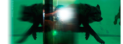 Andrew Stones - 'Light! Wolves!'. Artwork with digital photgraphs.